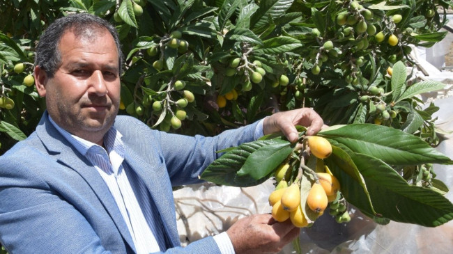 Antalya’da Malta eriği hasadı siparişlere yetişemiyor